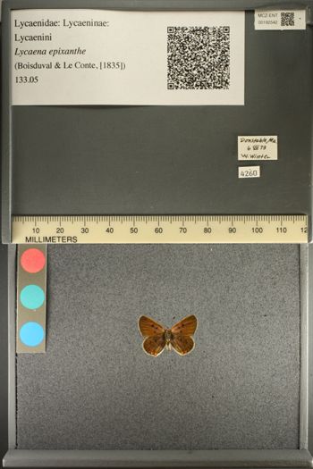 Media type: image;   Entomology 192542